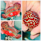 Full Red KamfaFlowerhorn - 54